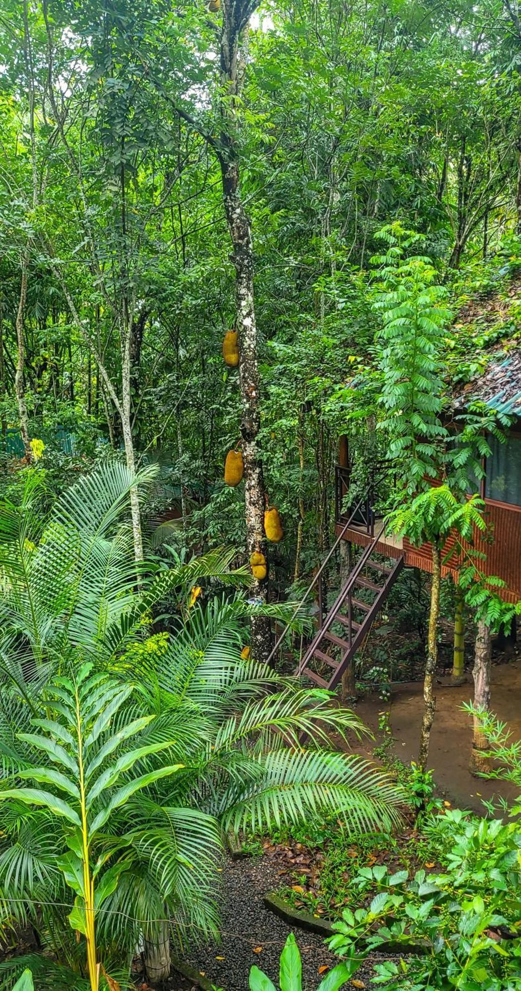 Monsoon Retreats Ecostay- Treehouse Thekkady Exteriér fotografie