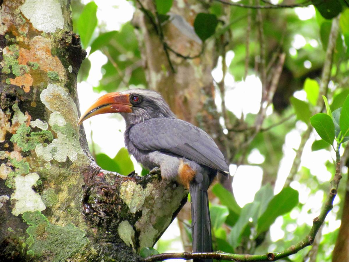 Monsoon Retreats Ecostay- Treehouse Thekkady Exteriér fotografie