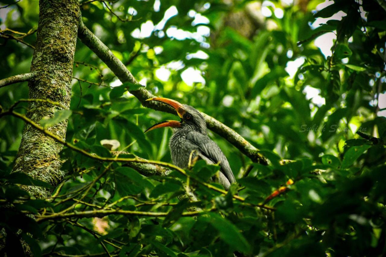Monsoon Retreats Ecostay- Treehouse Thekkady Exteriér fotografie