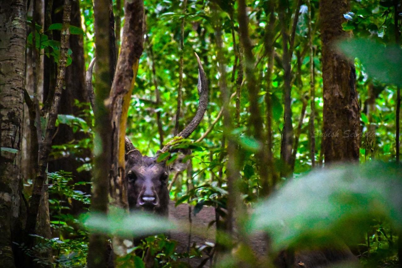 Monsoon Retreats Ecostay- Treehouse Thekkady Exteriér fotografie